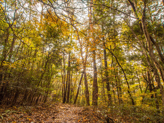 日本の美しい秋の風景　紅葉　秋イメージ