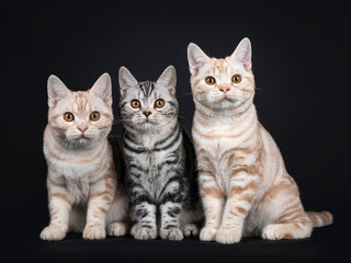 Fototapeta na wymiar Row of three kittens sitting beside each other. All looking towards camera with orange eyes. Isolated on black background.