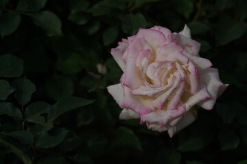 Faint Pink and White Flower of Rose 'Miwaku' in Full Bloom
