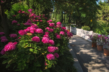 Fototapeta na wymiar Alley in the Park with hydrangea bushes. Gorgeous hydrangea bright pink blooms in the garden in summer. Hydrangea close-up. Soft and selective focus.