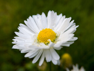 Fototapeta premium Close up of wild flower with yellow pollen and white petals with rain drops against green grass in garden during day. Macro of common daisy with dew droplets in lawn or meadow.