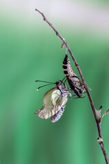 In the first minutes after the exit from the pupa, the butterfly is not yet able to fly. It climbs on vertical elevations, where it remains until the wings spread