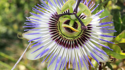 Fleur sourire