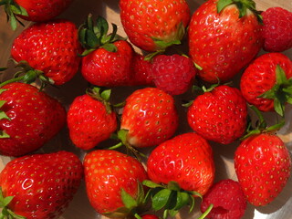Closeup of bright red strawberries and raspberries harvested from a garden