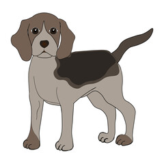 Little beagle puppy on a white background. Vector illustration
