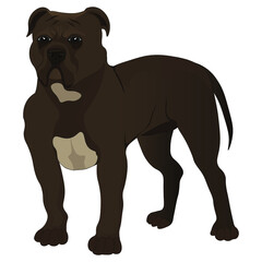 Dark brown pit bull on a white background. Vector illustration