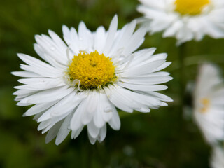 Obraz premium Close up of wild flower with yellow pollen and white petals with rain drops against green grass in garden during day. Macro of common daisy with dew droplets in lawn or meadow.