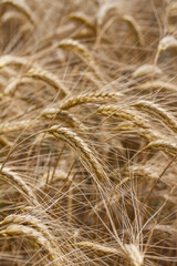 Beautiful wheat field close-up for background