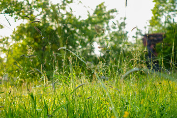 Rainy grass