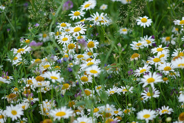Fototapeta premium Daisy flowers