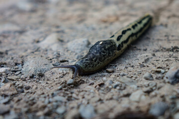 Snail