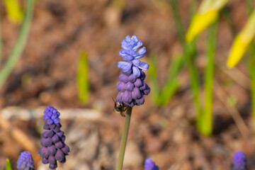 Close up of a honey bee near the flower of a grape hyacinth, muscari armeniacum
