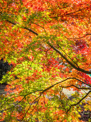 美しい紅葉　秋イメージ
