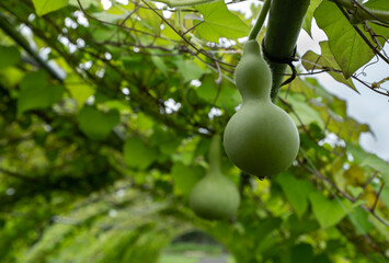 青いくて若い瓢箪