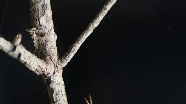羽化のため木の枝を登るアブラゼミの幼虫