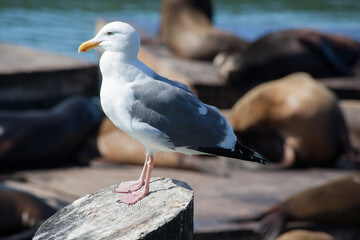Seagull perched on a dock