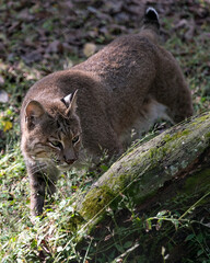 Bobcat Stock Photos,  Bobcat close up walking and looking to the right side, displaying brown fur, body, head, ears, eyes, nose, mouth in its environment and habitat. Picture. Image. Portrait. 