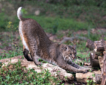 Bobcat Photos. Bobcat animal close-up profile view, scratching its nails on a log with a blur background in its environment and surrounding. Image. Portrait. Picture. 