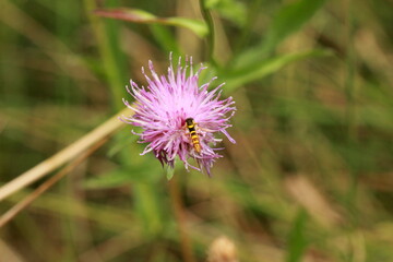 Syrphe sur cirse commun