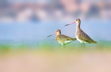 Black-tailed godwit along with pair