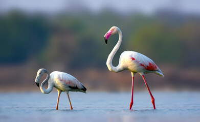 Greater flamingo bird with juvenile or young bird