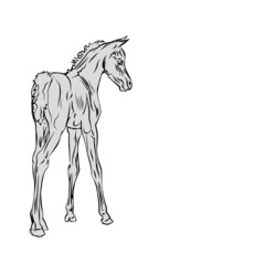 vector isolated monochrome drawn image of an Arabian horse foal on a white background. 