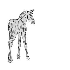  isolated monochrome drawn image of an Arabian horse foal on a white background. 