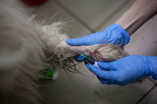 An injection of an animal in a paw.