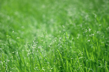 Obraz premium Bluegrass łąka zielona trawa w słoneczny dzień, tło w selektywnej ostrości