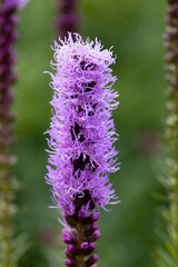 Macro view of garden flower Liatris Spicata or bottle brush with blurred out of focus background