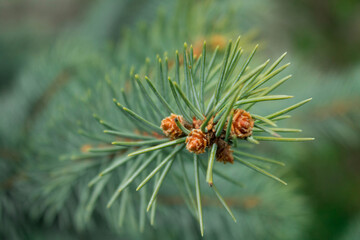 green spring leaves on a branch