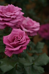 Light Purple Flower of Rose 'Moon Shadow' in Full Bloom
