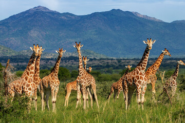 Beautiful group of giraffes, forming a tower of giraffes in the wild landscape of Kidepo Valley...