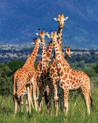 Beautiful group of giraffes, forming a tower of giraffes in the wild landscape of Kidepo Valley...