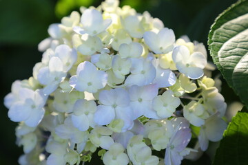 矢田寺のアジサイ