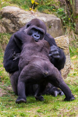 Lowland gorilla, Gorilla 
