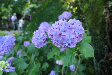 矢田寺のアジサイ