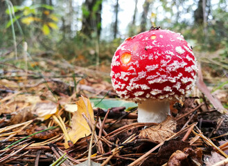 Small Red Amanita in Forest Photography