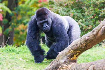 Obraz premium Lowland gorilla, Gorilla 