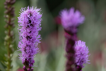 Colourful Liatris Spicata or bottle brush flower with blurred out of focus painterly background