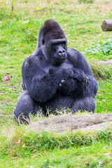 Lowland gorilla, Gorilla 
