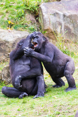 Fototapeta premium Lowland gorilla, Gorilla 