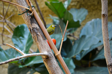 Cute Green Gird On the Branch in Zoo