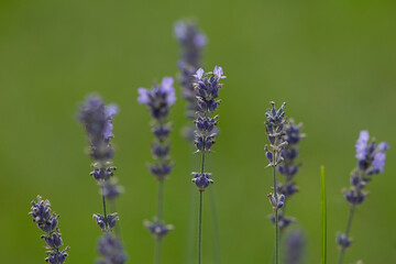 Vibrant green smooth background with purple flowers sticking out in the foreground