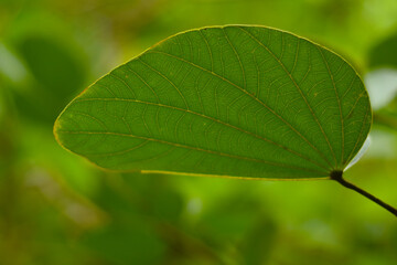 Green leaves
That is in the garden, beautiful, natural