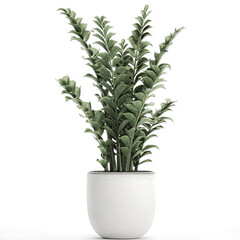 Zamioculcas in a white pot isolated on white background