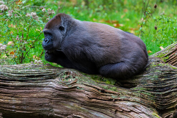 Obraz premium Lowland gorilla, Gorilla 
