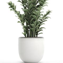 Zamioculcas in a white pot isolated on white background