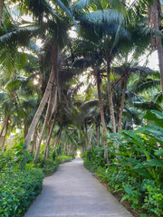 Obraz premium The cement walkway beside the road has coconut trees