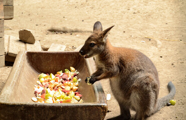 Small Cute Eating Kangaroo Photography